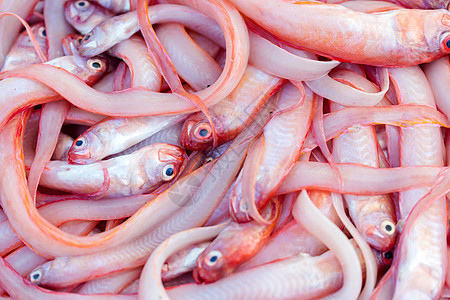 摩洛哥市场上销售的新鲜鱼和其他海产食品已准备就绪宏观维生素鳀鱼美食钓鱼饮食港口海洋营养动物图片