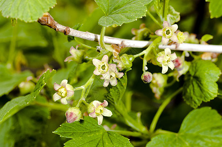 黑色的花朵水果食物浆果衬套农业叶子植物学花瓣宏观花园图片