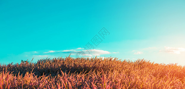 有天空的草地农业植物绿色晴天太阳土地黄色乡村蓝色日落图片