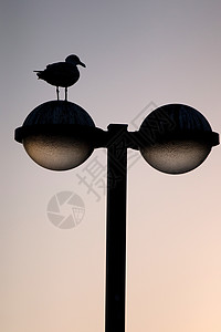 带海鸥的街灯城市天空力量灯柱路灯日落邮政图片