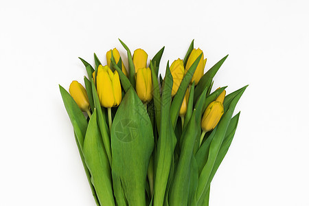 新的黄色郁金香花团 孤立在白色的复古上妈妈们庆典紫丁香紫色礼物季节郁金香假期问候语纪念日图片
