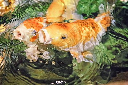 柯伊 装饰性的家养鱼动物池塘动作橙子红色黄色游泳配种团体金子图片