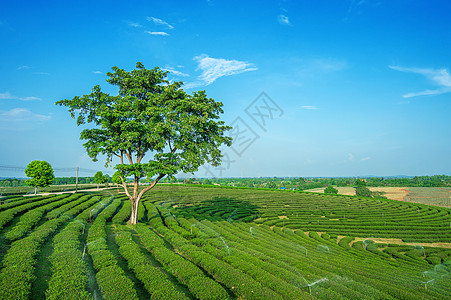 茶叶种植园生长叶子农田农场爬坡场地植物热带风景场景图片