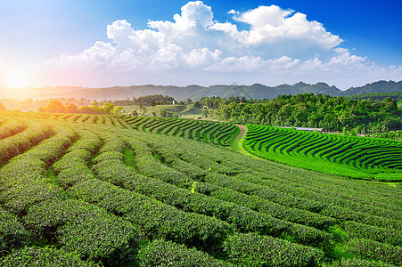 茶叶种植园植物场地阳台叶子热带栽培生长农村场景土地图片