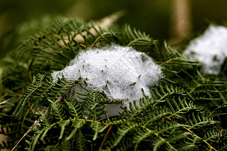 蜘蛛丝绸网网络陷阱雨滴薄雾蜘蛛网图片