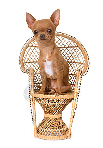 坐在椅子上的小小狗吉娃娃图片