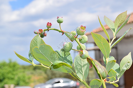 工厂上不熟的蓝莓贴近衬套植物水果饮食荒野灌木丛宏观叶子农业树叶图片