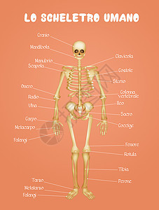 人类骨骼图药品骨头解剖学图表关节身体生理学习科学方案背景图片