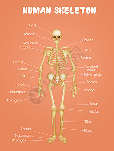 人类骨骼图解剖学学习科学关节生理图表药品身体骨头方案背景图片