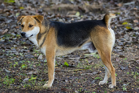 一只狗在自然背景下的形象 宠物 动物猎犬乐趣石头鼻子牙齿草地爪子家庭女性美丽图片