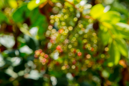 泰国有药效的果实 泰国抗原虫温泉药膏皮肤天鹅绒盘子荒野泻药水果药品芳香图片