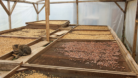 干干可可和咖啡豆 圣多美景点目的地咖啡种植园水果种植园咖啡食物可可制造业旅行图片