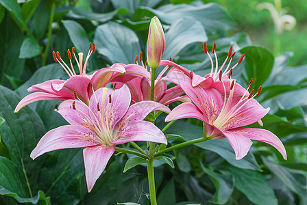 粉红色少女心美丽的粉红色百合花宏观植物绿色园艺团体爱好栽培叶子配种植物学背景