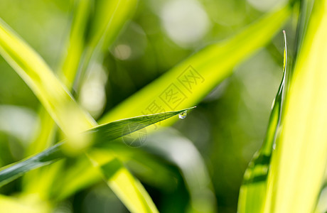 清晨露水滴在金色时光的草叶上世界植物水滴乡愁冥想花园瑜伽生长生活童年图片