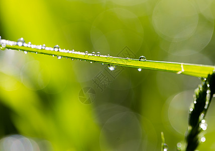 清晨露水滴在金色时光的草叶上天气乡愁草地纳米叶子雨滴回忆植物水滴花园图片