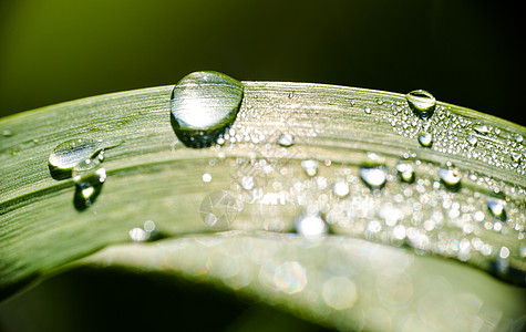 清晨露水滴在金色时光的草叶上乡愁纳米草地雨滴环境生长气泡自由世界反射图片