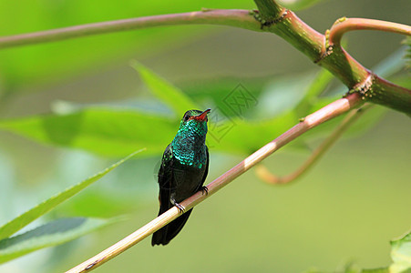 蜂鸟卡尼维特的翡翠 氯硅罐尾藤 坐在一个分支上 尼加拉瓜动物男性野生动物女性荒野运河森林蓝色爪子航班图片