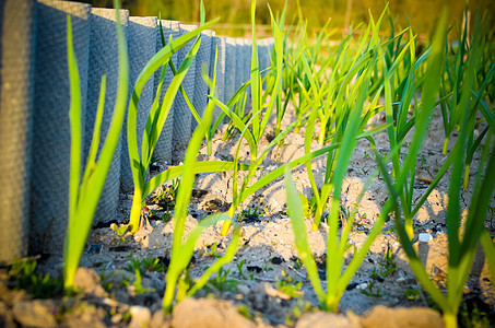 春园植物  大蒜 洋葱在床上生长植物群园艺种植园食物地球叶子土壤花园农场季节图片