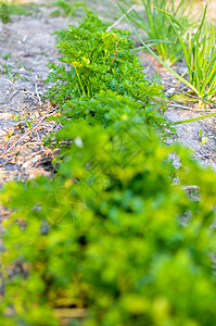 长在床上的鹦鹉螺植物营养芳香生长园艺草本植物厨房枝条农业叶子图片