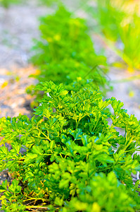 长在床上的鹦鹉螺生长农场花园香料农业土壤草本植物枝条香菜营养图片