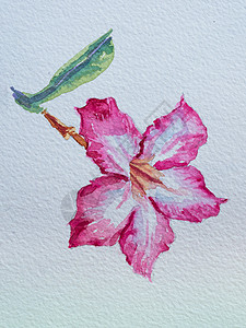 沙漠玫瑰花的水彩画图片