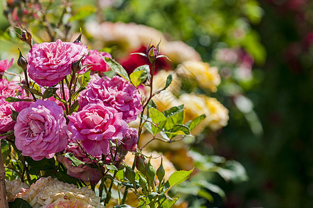 玫瑰花植物学婚礼婚姻花束衬套纪念日墙纸礼物植物群紫色图片