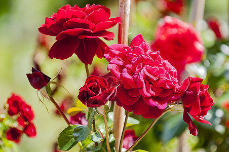 玫瑰花叶子衬套礼物园艺花束天鹅绒墙纸浪漫花园热情图片
