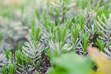 春季闭合时的淡紫绿叶香料草本植物叶子植物荒野园艺薰衣草生长芳香英语图片