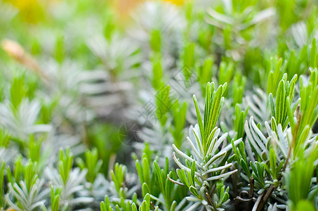 春季闭合时的淡紫绿叶植物群植物生长药品薰衣草宏观叶子草本植物蔬菜英语图片
