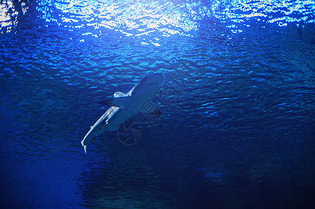 在水下游泳的鲨鱼图片