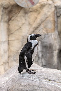 非洲企鹅黑脚公驴鸟类金鱼濒危高清图片