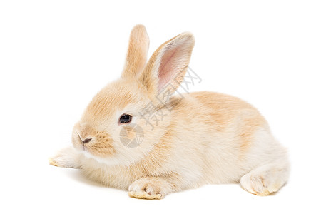 白背景上的兔子荒野头发白色农场爪子棕色耳朵灰色工作室动物图片