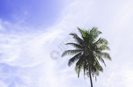 蓝天空的椰子树热带阳光风景木头季节叶子植物椰子植被棕榈图片