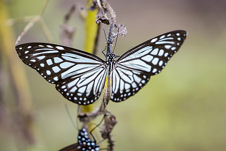 蝴蝶白蓝虎关于自然背景的图像昆虫天线场地野生动物花蜜斑点动物群花园荒野宏观图片