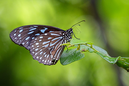 蝴蝶白蓝虎关于自然背景的图像蝴蝶天线君主斑点热带荒野图案动物老虎花蜜图片