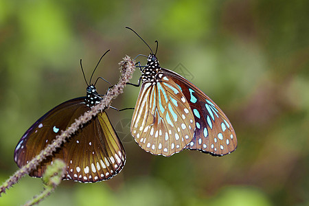 蝴蝶白蓝虎关于自然背景的图像花园场地动物昆虫野生动物图案斑点天线热带荒野图片
