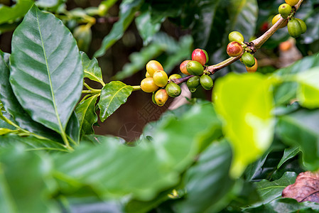 咖啡莓成熟团体农场热带叶子植物生长衬套咖啡种植园种子图片