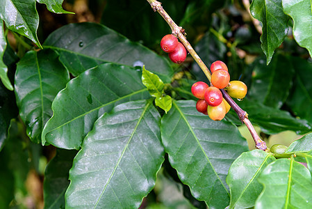 咖啡莓成熟植物咖啡农业种子团体种植园叶子樱桃热带灌木丛图片