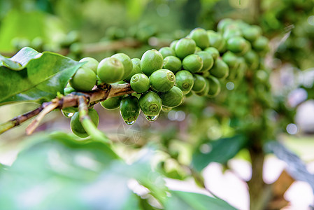 绿色咖啡莓果浆果种植园种子热带生长樱桃收成衬套灌木丛团体图片
