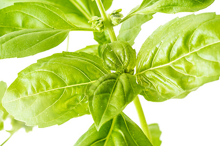 新鲜的Basil 草药草本植物芳香概念菜单园艺香气农业食物美食香料图片