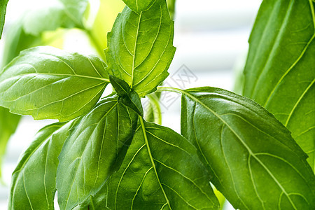 新鲜的Basil 草药蔬菜草本植物概念花园植物生长味道园艺香气食物图片