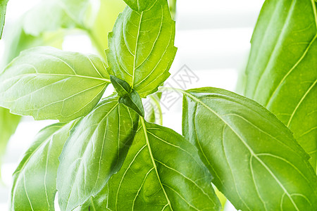 新鲜的Basil 草药香料草本植物蔬菜烹饪自然平衡美食味道香气香草图片