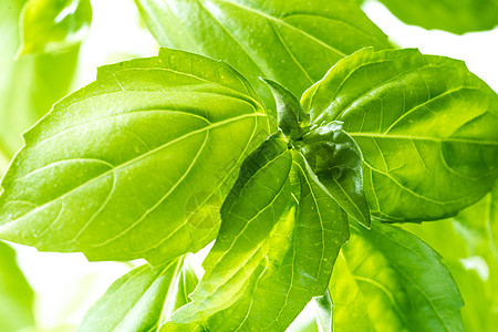新鲜的Basil 草药背景菜单味道生长芳香香料园艺绿色后院草本植物图片