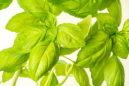 新鲜的Basil 草药香料草本植物香草背景菜单后院平衡生长蔬菜农业图片