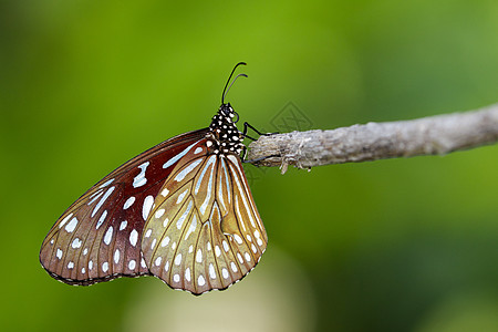 蝴蝶白蓝虎关于自然背景的图像热带场地花蜜蝴蝶图案老虎宏观翅膀斑点野生动物图片