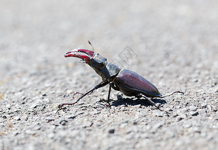鹿角 宏观侧面画像自由荒野鞘翅目鼻孔天线威胁喇叭探者野生动物甲虫图片