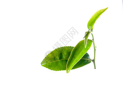 绿茶叶紧靠在白色背景上绘画草本草本植物树叶草图植物生长水彩叶子植物群图片