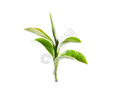 绿茶叶紧靠在白色背景上植物绿色草本植物叶子绘画季节生长框架宏观水彩图片