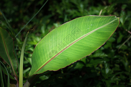 小香蕉树叶静脉植物学墙纸季节叶子花园生长森林线条热带图片