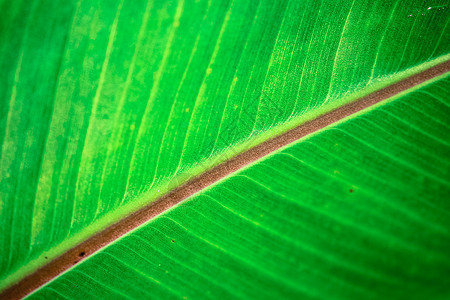 小香蕉树叶生活棕榈线条热带静脉森林季节植物叶子花园图片